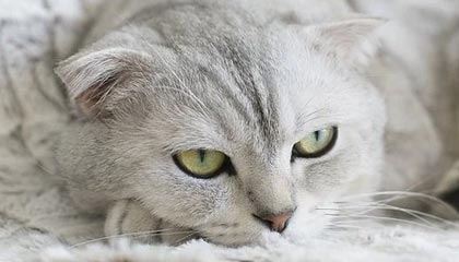 体验影视新世界：像4444kkcom快播电影一样的高清观影平台