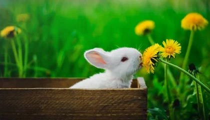 360yingshi：开启智能家居安防新时代